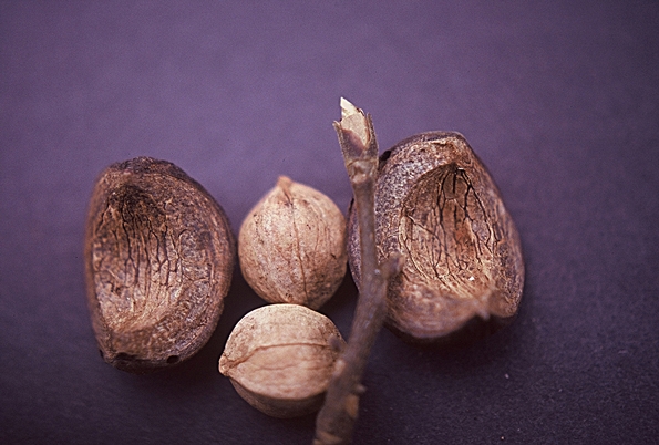 {Carya ovata}